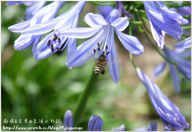 2013。05。26《遊》新社。紫色捧花vs橘色花海『沐心泉』