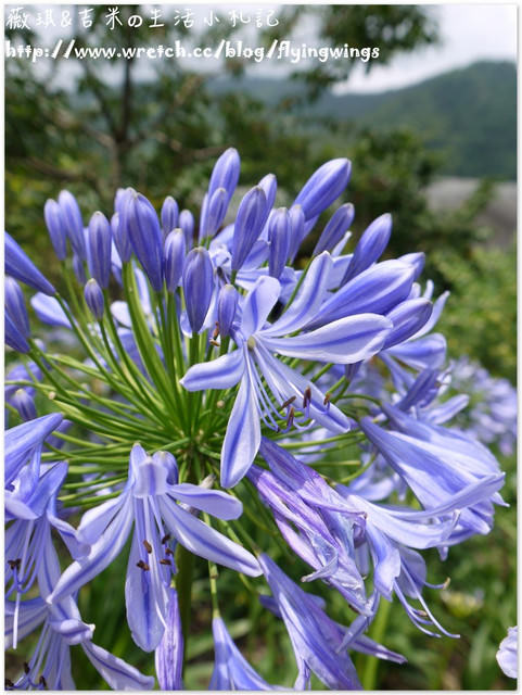 2013。05。26《遊》新社。紫色捧花vs橘色花海『沐心泉』