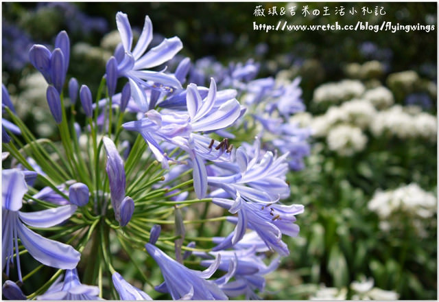 2013。05。26《遊》新社。紫色捧花vs橘色花海『沐心泉』
