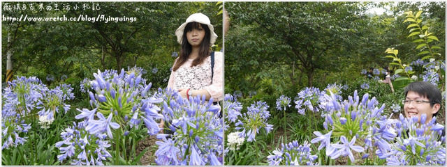 2013。05。26《遊》新社。紫色捧花vs橘色花海『沐心泉』