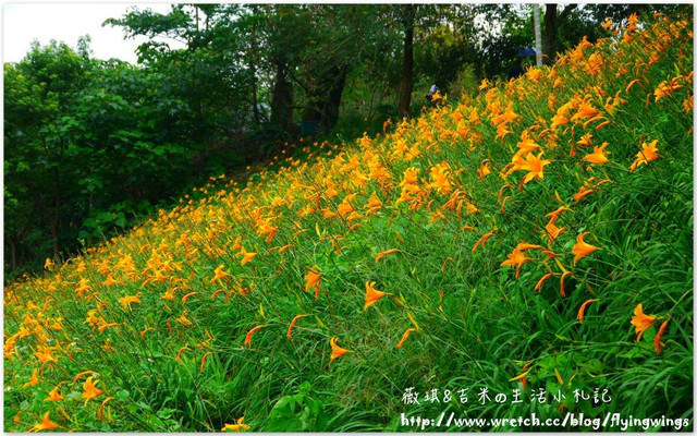 2013。05。26《遊》新社。紫色捧花vs橘色花海『沐心泉』