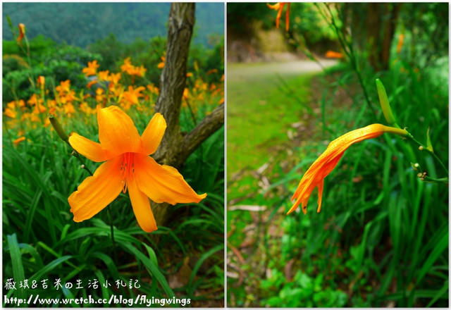 2013。05。26《遊》新社。紫色捧花vs橘色花海『沐心泉』