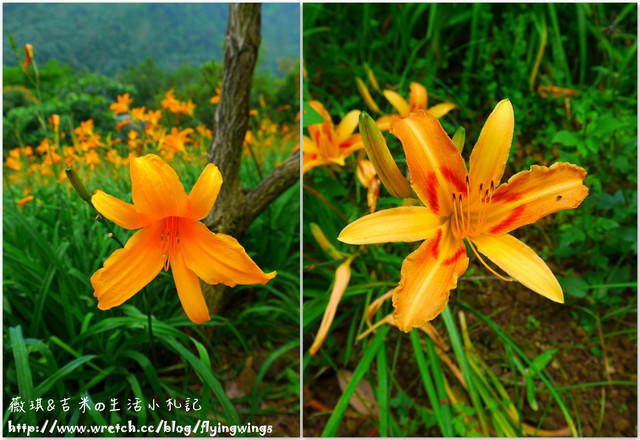 2013。05。26《遊》新社。紫色捧花vs橘色花海『沐心泉』