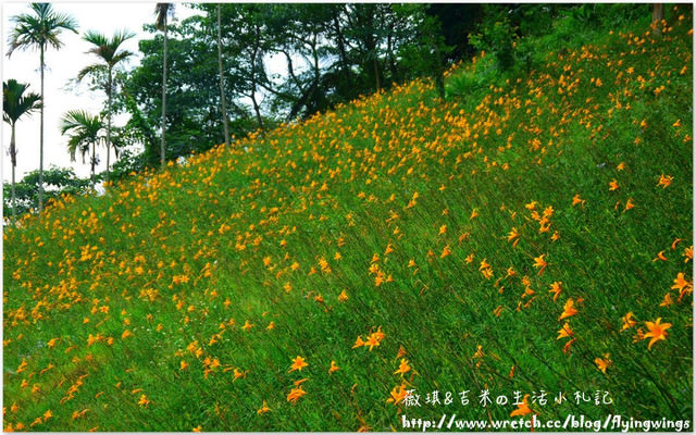 2013。05。26《遊》新社。紫色捧花vs橘色花海『沐心泉』