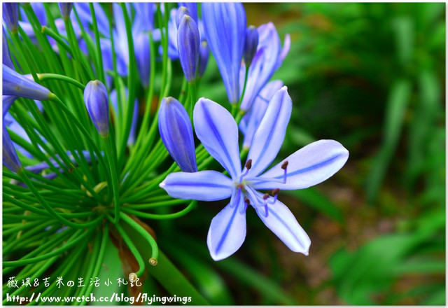 2013。05。26《遊》新社。紫色捧花vs橘色花海『沐心泉』
