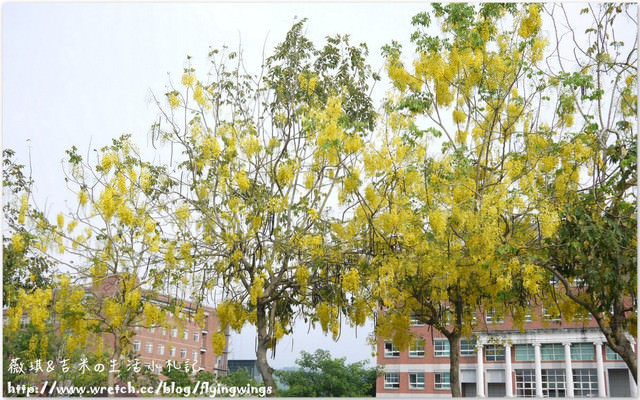 2012。05。25《遊》霧峰。黃金大道『阿勃勒』in 亞洲大學 - 第7張圖 2012。05。25《遊》霧峰。黃金大道『阿勃勒』in 亞洲大學