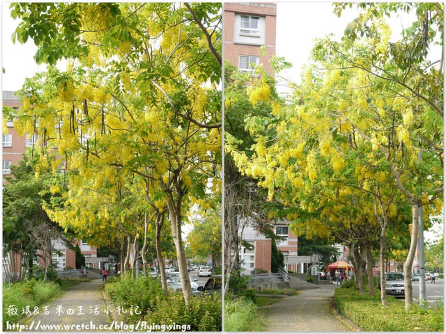2012。05。25《遊》霧峰。黃金大道『阿勃勒』in 亞洲大學 - 第27張圖 2012。05。25《遊》霧峰。黃金大道『阿勃勒』in 亞洲大學