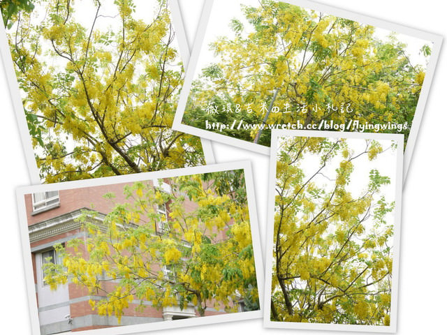 2012。05。25《遊》霧峰。黃金大道『阿勃勒』in 亞洲大學 - 第31張圖 2012。05。25《遊》霧峰。黃金大道『阿勃勒』in 亞洲大學