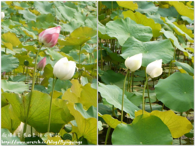 2012。05。25《遊》霧峰。黃金大道『阿勃勒』in 亞洲大學 - 第44張圖 2012。05。25《遊》霧峰。黃金大道『阿勃勒』in 亞洲大學