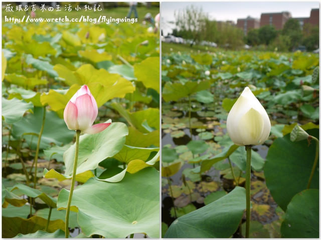 2012。05。25《遊》霧峰。黃金大道『阿勃勒』in 亞洲大學 - 第46張圖 2012。05。25《遊》霧峰。黃金大道『阿勃勒』in 亞洲大學