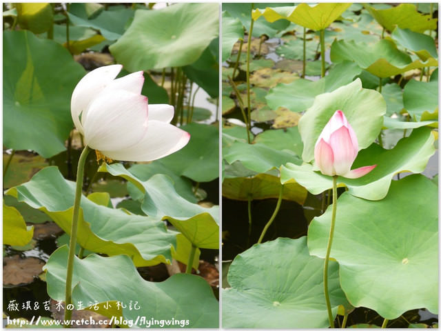 2012。05。25《遊》霧峰。黃金大道『阿勃勒』in 亞洲大學 - 第48張圖 2012。05。25《遊》霧峰。黃金大道『阿勃勒』in 亞洲大學