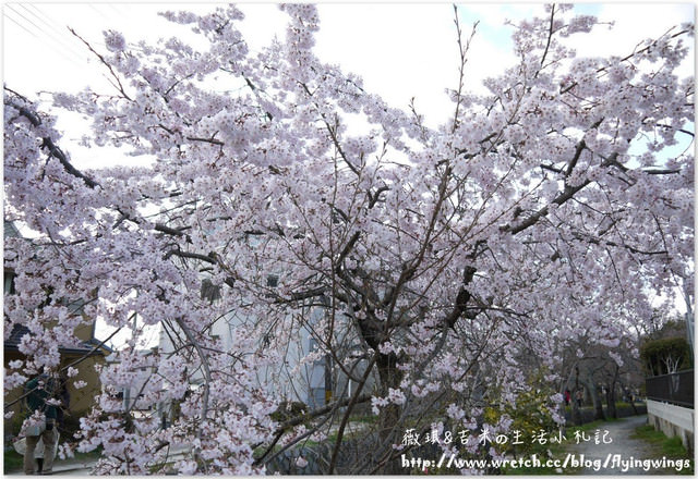 ღ京阪神之挺著大肚飛出去ღDay 3~金碧輝煌『金閣寺』 & 樸實無華『銀閣寺』