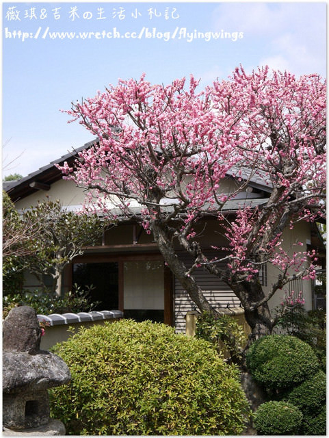 ღ京阪神之挺著大肚飛出去ღDay 3~野宮神社 & 嵐山渡月橋漫遊