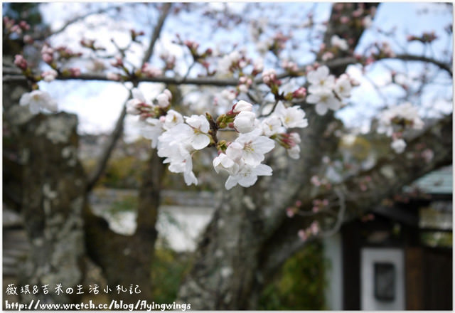 ღ京阪神之挺著大肚飛出去ღDay 3~野宮神社 & 嵐山渡月橋漫遊