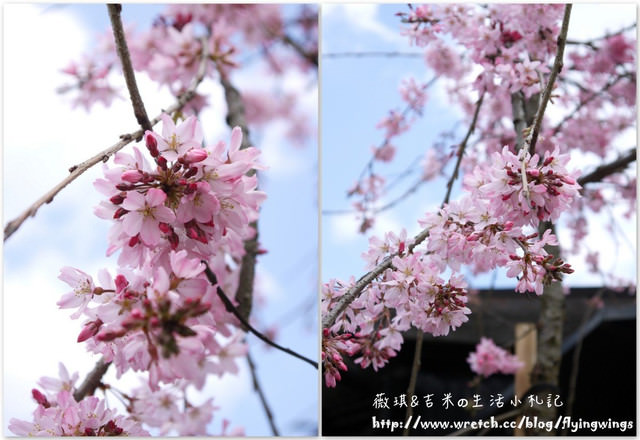 ღ京阪神之挺著大肚飛出去ღDay 3~野宮神社 & 嵐山渡月橋漫遊