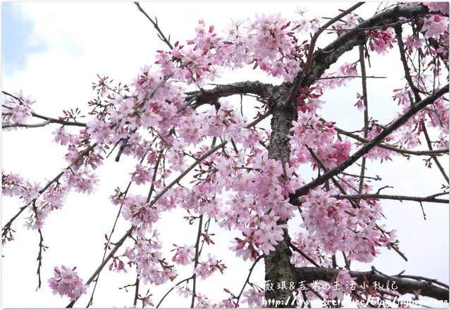 ღ京阪神之挺著大肚飛出去ღDay 3~野宮神社 & 嵐山渡月橋漫遊