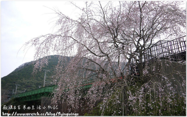ღ京阪神之挺著大肚飛出去ღDay 3~嵐山小火車 & 竹林探險