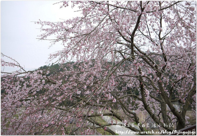 ღ京阪神之挺著大肚飛出去ღDay 3~嵐山小火車 & 竹林探險