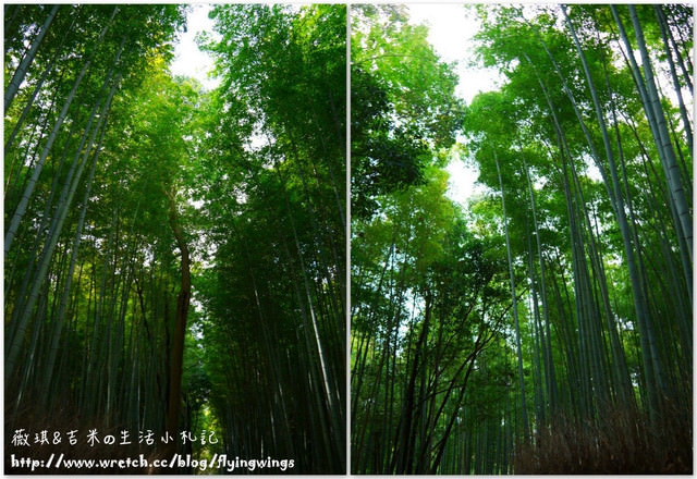 ღ京阪神之挺著大肚飛出去ღDay 3~嵐山小火車 & 竹林探險