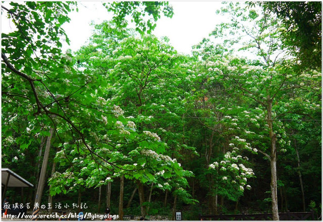2013。04。17~2013桐花季。彰化芬園~挑水古道 - 第8張圖 2013。04。17~2013桐花季。彰化芬園~挑水古道