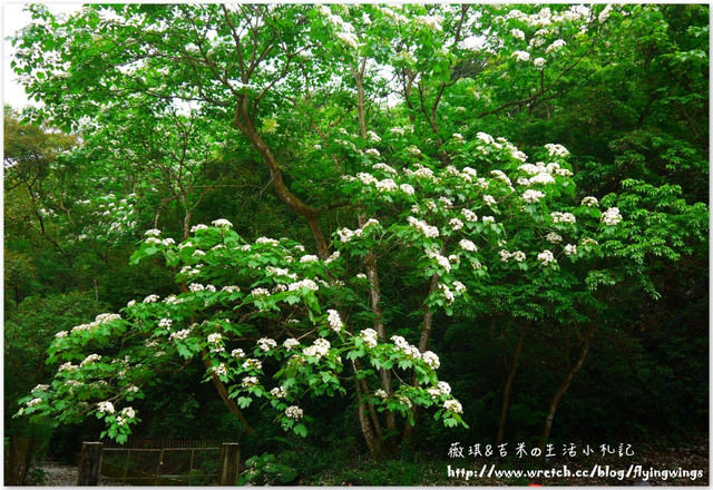 2013。04。17~2013桐花季。彰化芬園~挑水古道 - 第10張圖 2013。04。17~2013桐花季。彰化芬園~挑水古道