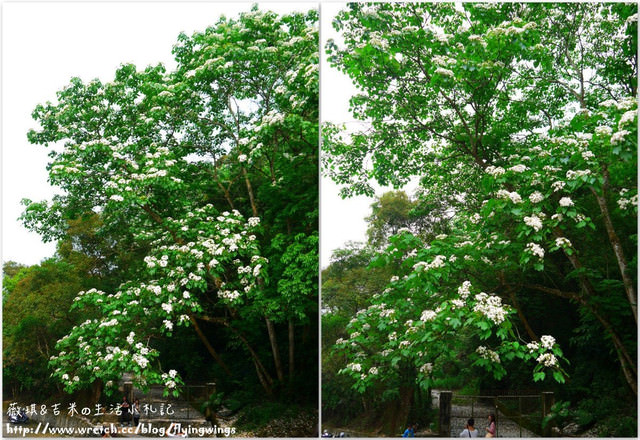 2013。04。17~2013桐花季。彰化芬園~挑水古道 - 第12張圖 2013。04。17~2013桐花季。彰化芬園~挑水古道