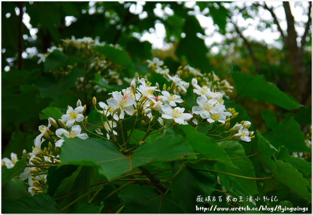 2013。04。17~2013桐花季。彰化芬園~挑水古道 - 第13張圖 2013。04。17~2013桐花季。彰化芬園~挑水古道