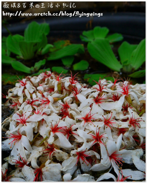 2013。04。17~2013桐花季。彰化芬園~挑水古道 - 第15張圖 2013。04。17~2013桐花季。彰化芬園~挑水古道