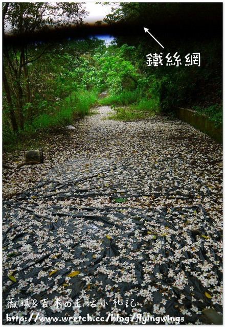 2013。04。17~2013桐花季。彰化芬園~挑水古道 - 第16張圖 2013。04。17~2013桐花季。彰化芬園~挑水古道