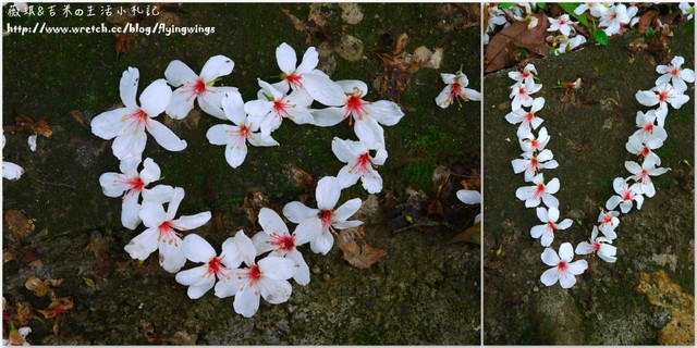 2013。04。17~2013桐花季。彰化芬園~挑水古道 - 第21張圖 2013。04。17~2013桐花季。彰化芬園~挑水古道