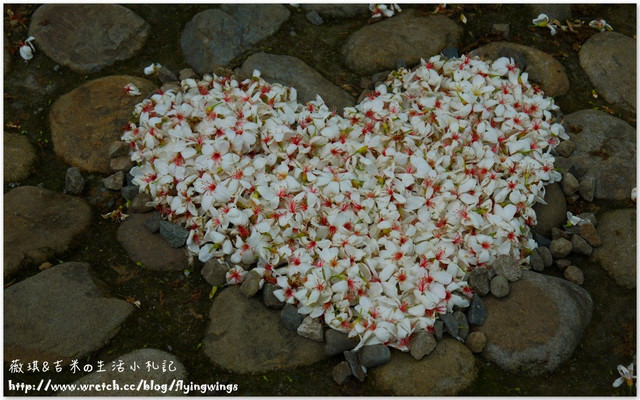 2013。04。17~2013桐花季。彰化芬園~挑水古道 - 第22張圖 2013。04。17~2013桐花季。彰化芬園~挑水古道