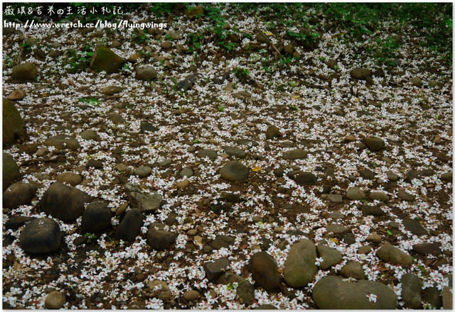 2013。04。17~2013桐花季。彰化芬園~挑水古道 - 第28張圖 2013。04。17~2013桐花季。彰化芬園~挑水古道