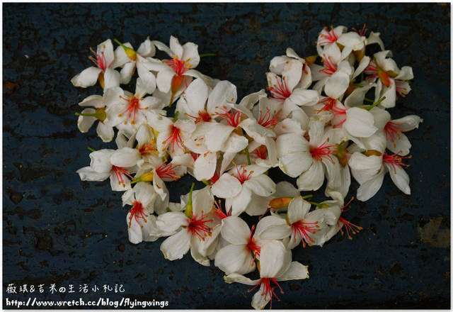 2013。04。17~2013桐花季。彰化芬園~挑水古道 - 第31張圖 2013。04。17~2013桐花季。彰化芬園~挑水古道
