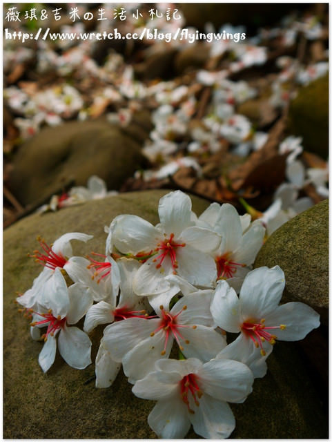 2013。04。17~2013桐花季。彰化芬園~挑水古道 - 第33張圖 2013。04。17~2013桐花季。彰化芬園~挑水古道