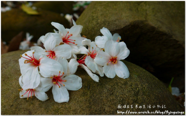 2013。04。17~2013桐花季。彰化芬園~挑水古道 - 第34張圖 2013。04。17~2013桐花季。彰化芬園~挑水古道