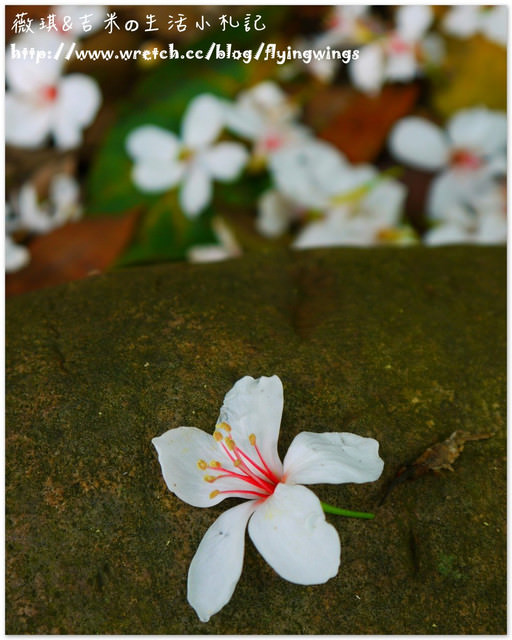 2013。04。17~2013桐花季。彰化芬園~挑水古道 - 第35張圖 2013。04。17~2013桐花季。彰化芬園~挑水古道