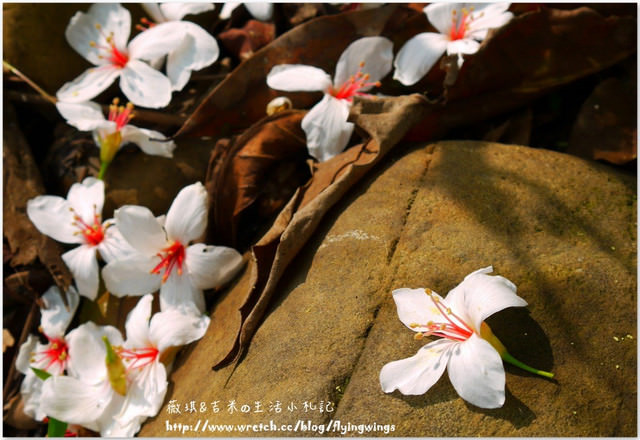 2013。04。17~2013桐花季。彰化芬園~挑水古道 - 第36張圖 2013。04。17~2013桐花季。彰化芬園~挑水古道