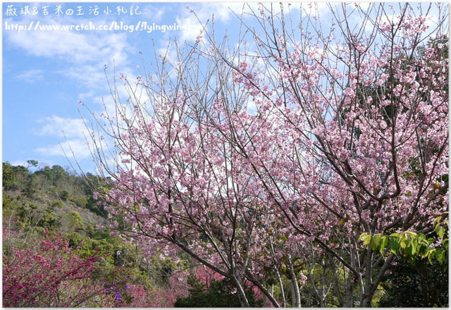 2013。02。13《遊》新社。我們訪櫻去『沐心泉』 - 第30張圖 2013。02。13《遊》新社。我們訪櫻去『沐心泉』