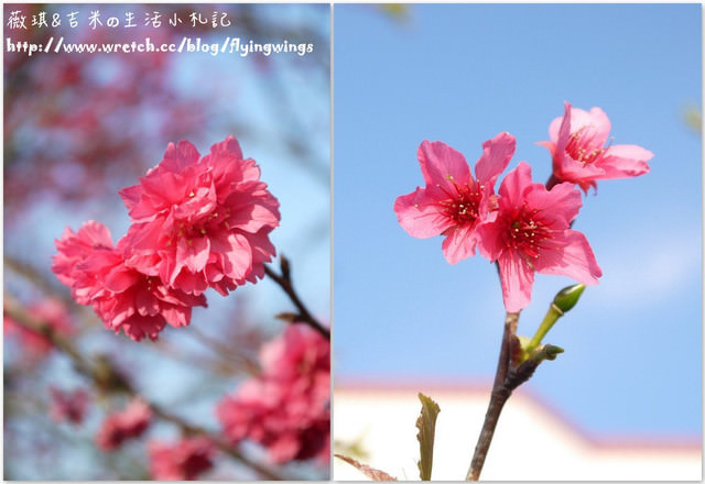 2013。02。15《遊》彰化。我們訪櫻去『芬園花卉生產休憩園區』 - 第16張圖 2013。02。15《遊》彰化。我們訪櫻去『芬園花卉生產休憩園區』