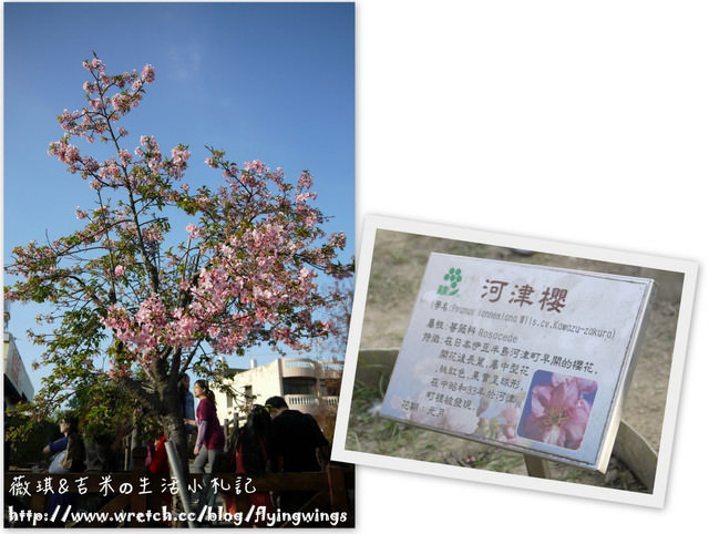 2013。02。15《遊》彰化。我們訪櫻去『芬園花卉生產休憩園區』 - 第22張圖 2013。02。15《遊》彰化。我們訪櫻去『芬園花卉生產休憩園區』