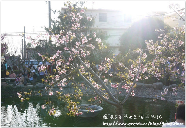 2013。02。15《遊》彰化。我們訪櫻去『芬園花卉生產休憩園區』 - 第25張圖 2013。02。15《遊》彰化。我們訪櫻去『芬園花卉生產休憩園區』