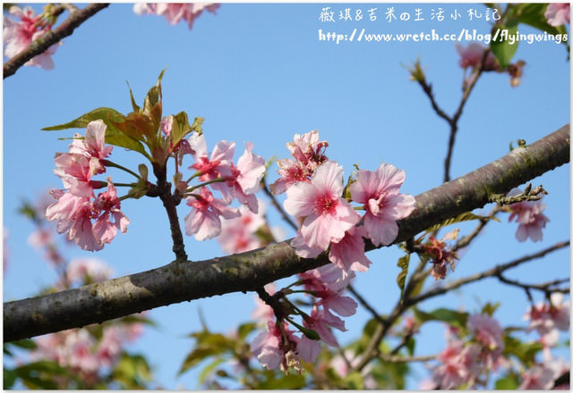 2013。02。15《遊》彰化。我們訪櫻去『芬園花卉生產休憩園區』 - 第29張圖 2013。02。15《遊》彰化。我們訪櫻去『芬園花卉生產休憩園區』