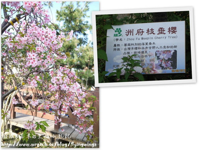 2013。02。15《遊》彰化。我們訪櫻去『芬園花卉生產休憩園區』 - 第34張圖 2013。02。15《遊》彰化。我們訪櫻去『芬園花卉生產休憩園區』