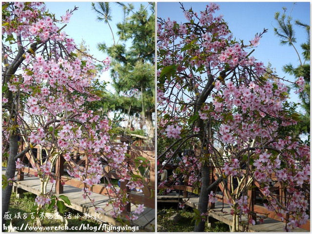 2013。02。15《遊》彰化。我們訪櫻去『芬園花卉生產休憩園區』 - 第35張圖 2013。02。15《遊》彰化。我們訪櫻去『芬園花卉生產休憩園區』