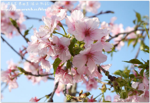 2013。02。15《遊》彰化。我們訪櫻去『芬園花卉生產休憩園區』 - 第44張圖 2013。02。15《遊》彰化。我們訪櫻去『芬園花卉生產休憩園區』