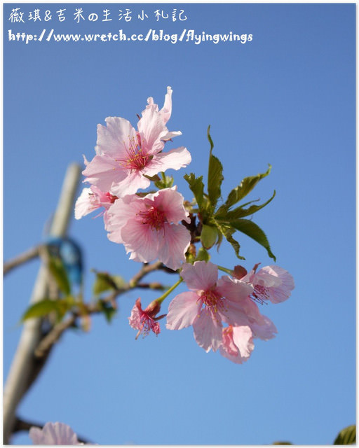 2013。02。15《遊》彰化。我們訪櫻去『芬園花卉生產休憩園區』 - 第45張圖 2013。02。15《遊》彰化。我們訪櫻去『芬園花卉生產休憩園區』