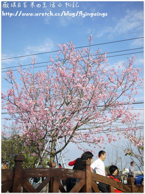 2013。02。15《遊》彰化。我們訪櫻去『芬園花卉生產休憩園區』 - 第47張圖 2013。02。15《遊》彰化。我們訪櫻去『芬園花卉生產休憩園區』