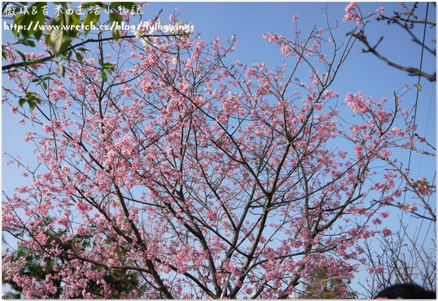2013。02。15《遊》彰化。我們訪櫻去『芬園花卉生產休憩園區』 - 第49張圖 2013。02。15《遊》彰化。我們訪櫻去『芬園花卉生產休憩園區』