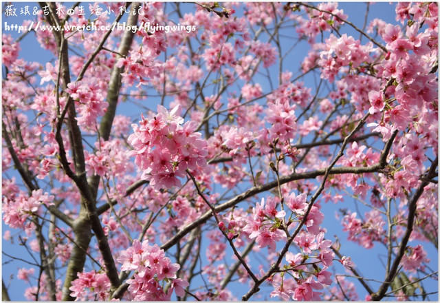 2013。02。15《遊》彰化。我們訪櫻去『芬園花卉生產休憩園區』 - 第53張圖 2013。02。15《遊》彰化。我們訪櫻去『芬園花卉生產休憩園區』