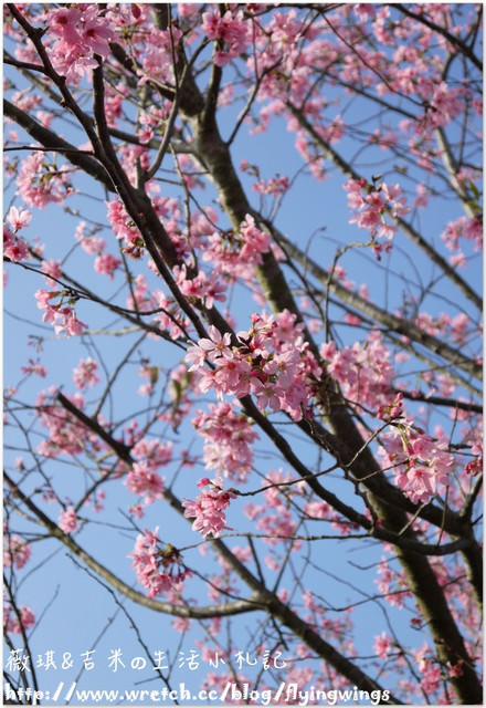 2013。02。15《遊》彰化。我們訪櫻去『芬園花卉生產休憩園區』 - 第56張圖 2013。02。15《遊》彰化。我們訪櫻去『芬園花卉生產休憩園區』